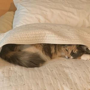 Meet your Posher, Ileana